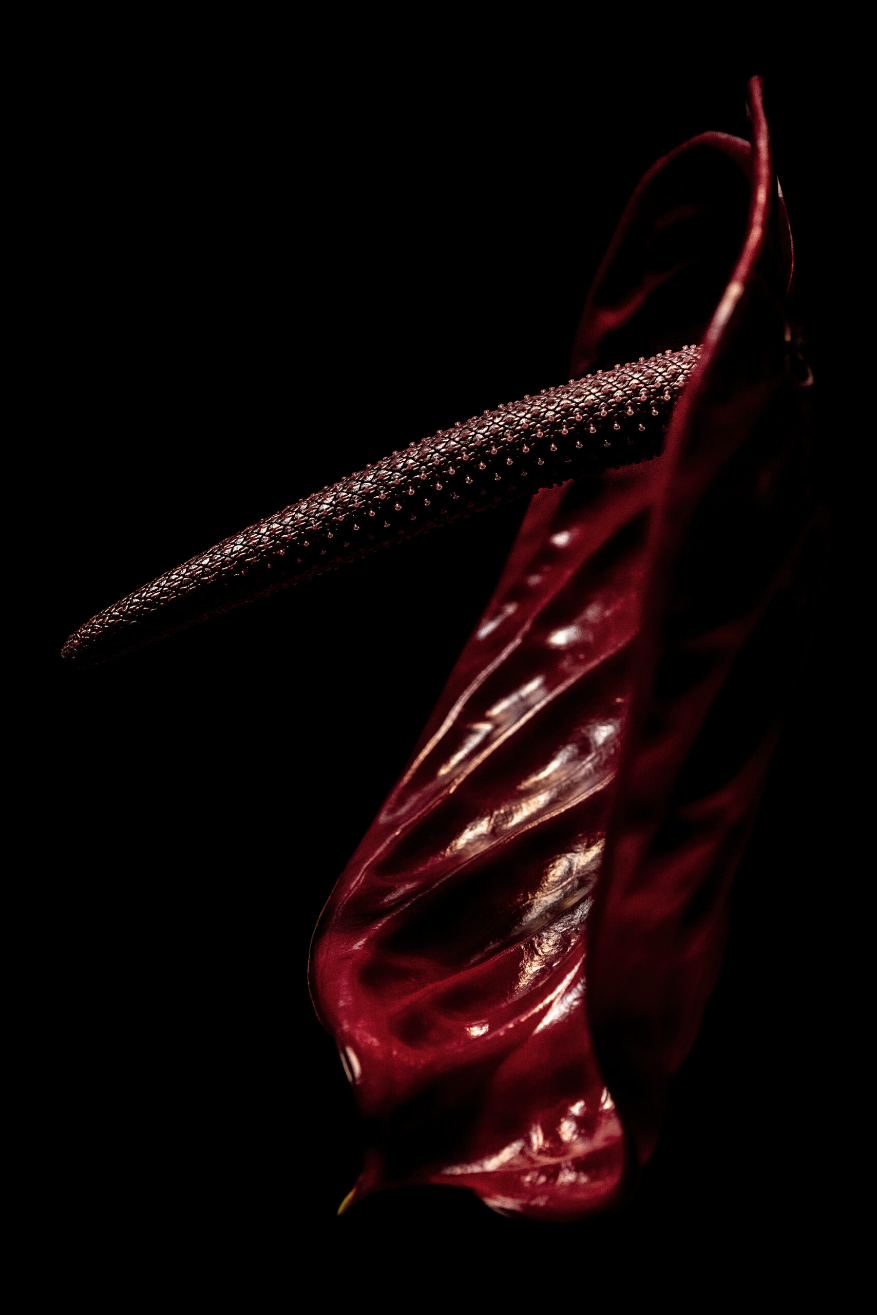 Pola Sieverding
Stigma #4
2024
pigment print on paper. framed
139 x 94 cm
© Pola Sieverding, VG Bild-Kunst