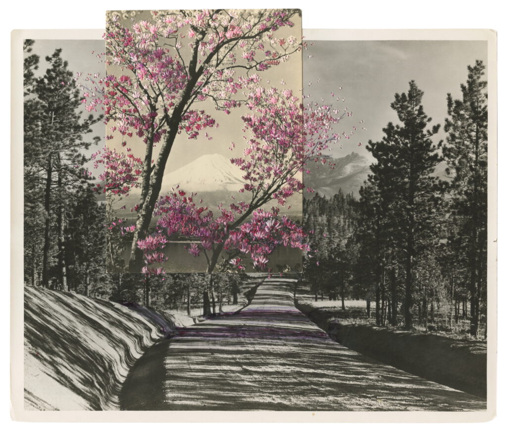 Blossom Road