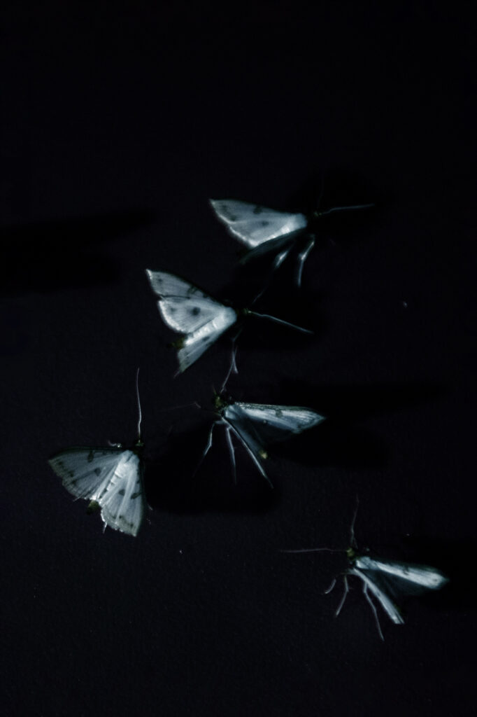 Moths (Primordial Earth)