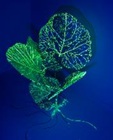 Ice Burdock 2