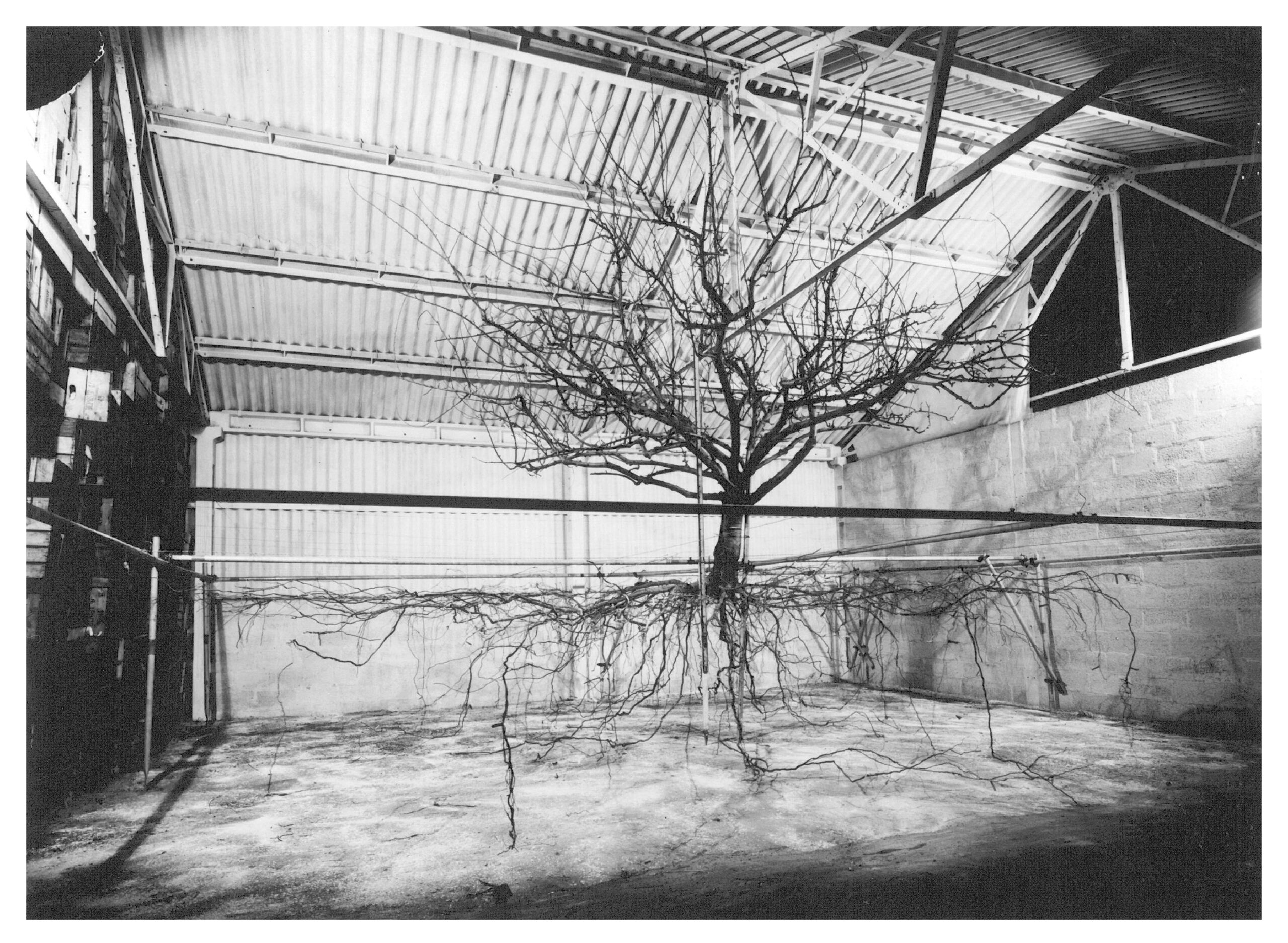 Katie Holten
Photograph of an excavated Cox’s Pippen tree re-erected in a shed in East Malling (Original photograph (1952) courtesy of David Johnson, East Malling Research, UK)	2005	
b/w lambda-print	
30 x 40 cm
