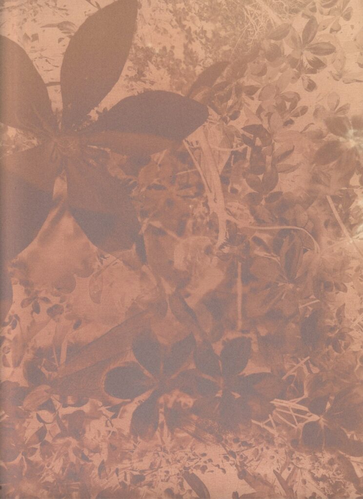3.31424e+126 : clematis armandii
