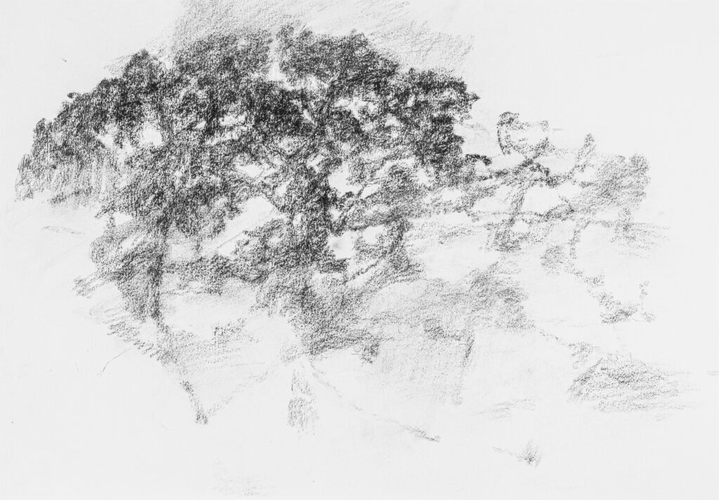 Mouvements d’énergie traversant l’arbre – “Chêne Dansant”