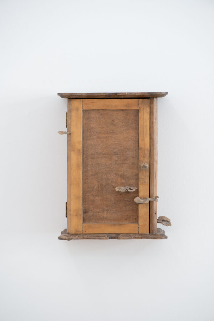 Cabinet III (tree mushroom)