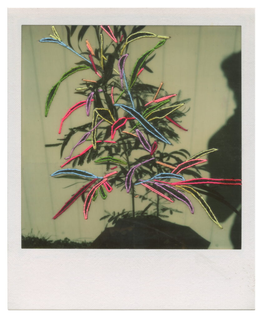 Pot Plant