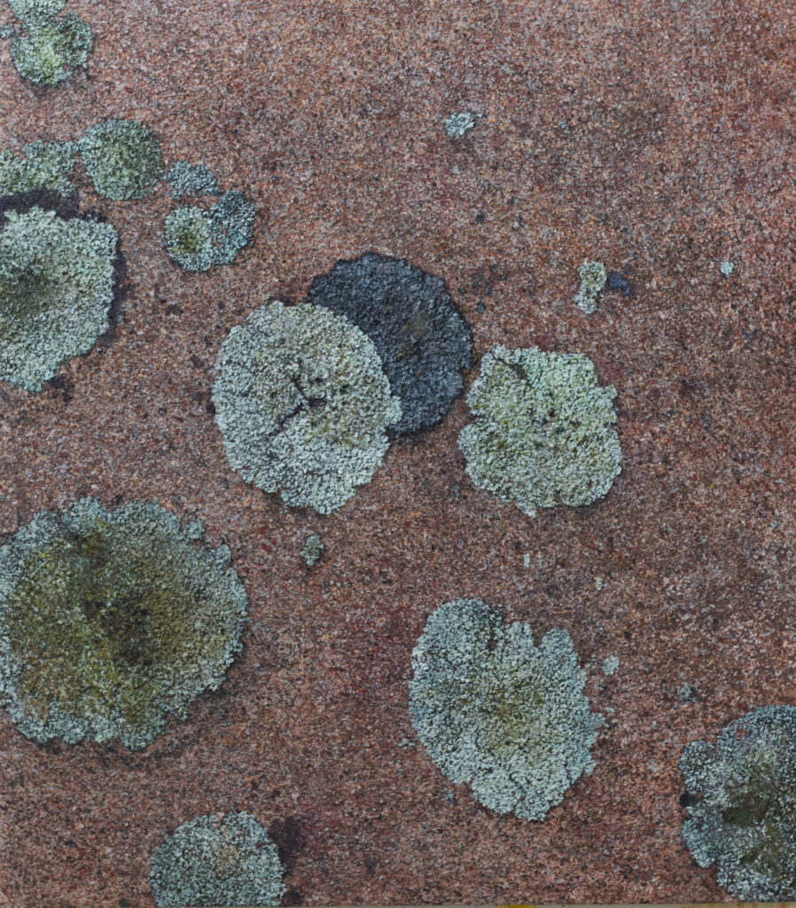 Vinröd sten med ljusvita lavar / Burgundy stone with light white lichens