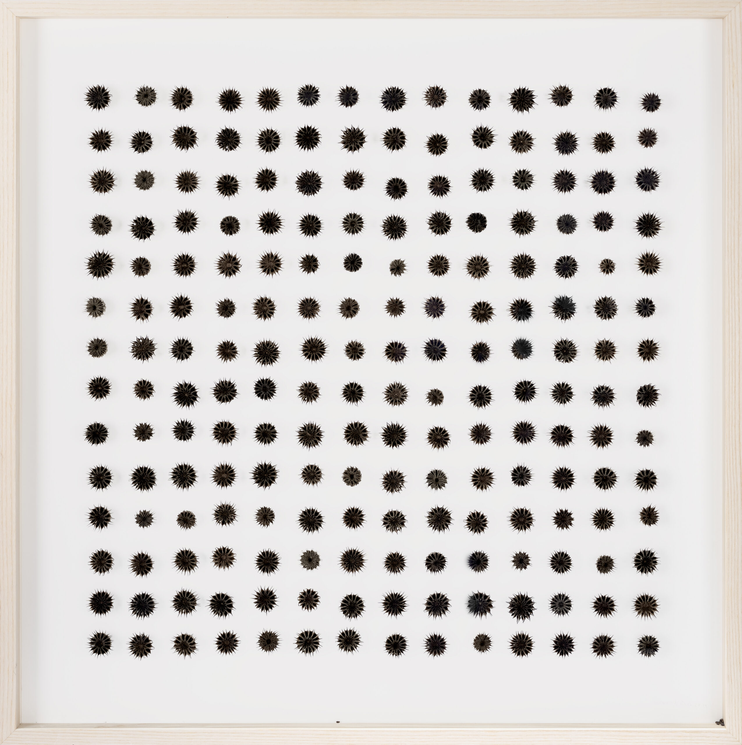 herman de vries, abutilon spec, 70 x 70 cm, 2019