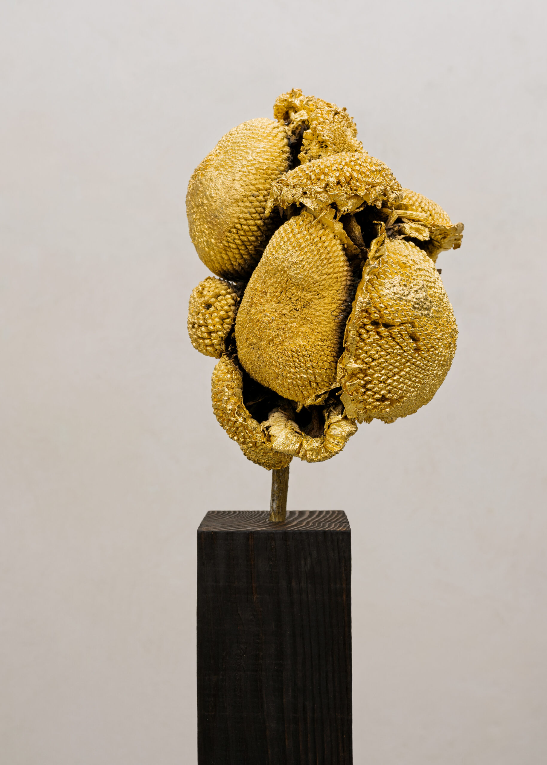 Alberto Scodro, Sunflower 