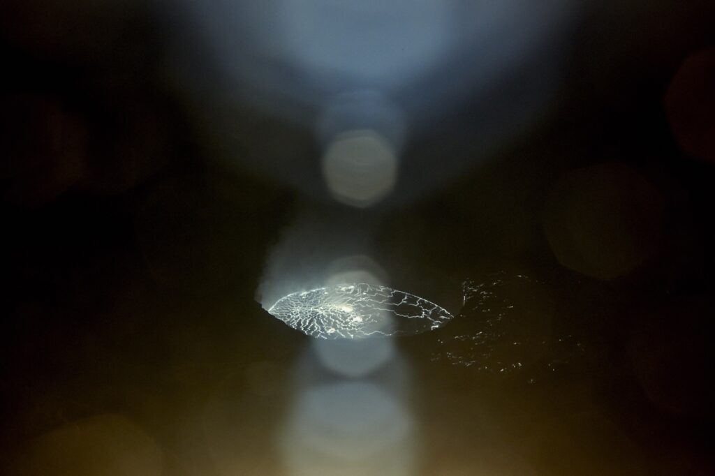 Untitled (Primordial Earth)