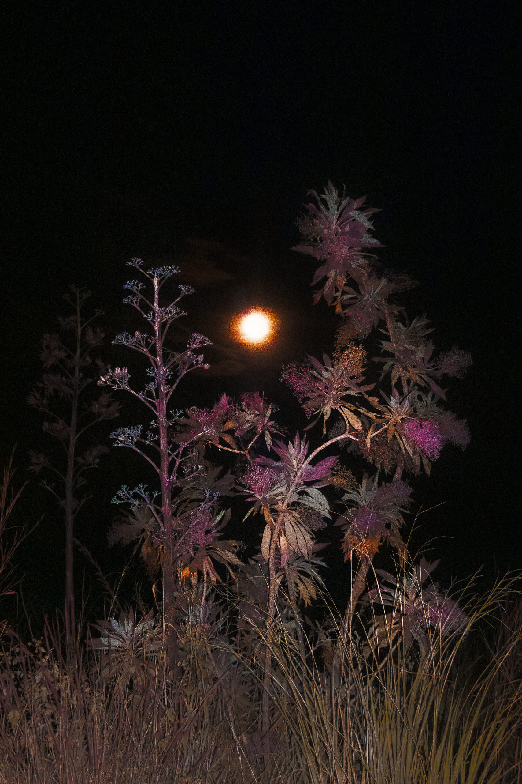 Léonard Pongo, Untitled (Primordial Earth / Agave), 2023, Giclée print on Hahnemühle Fine Art Matt Ultrasmooth, 165 x 110 cm / 105 x 70 cm | Courtesy of the artist and Kristof De Clercq gallery