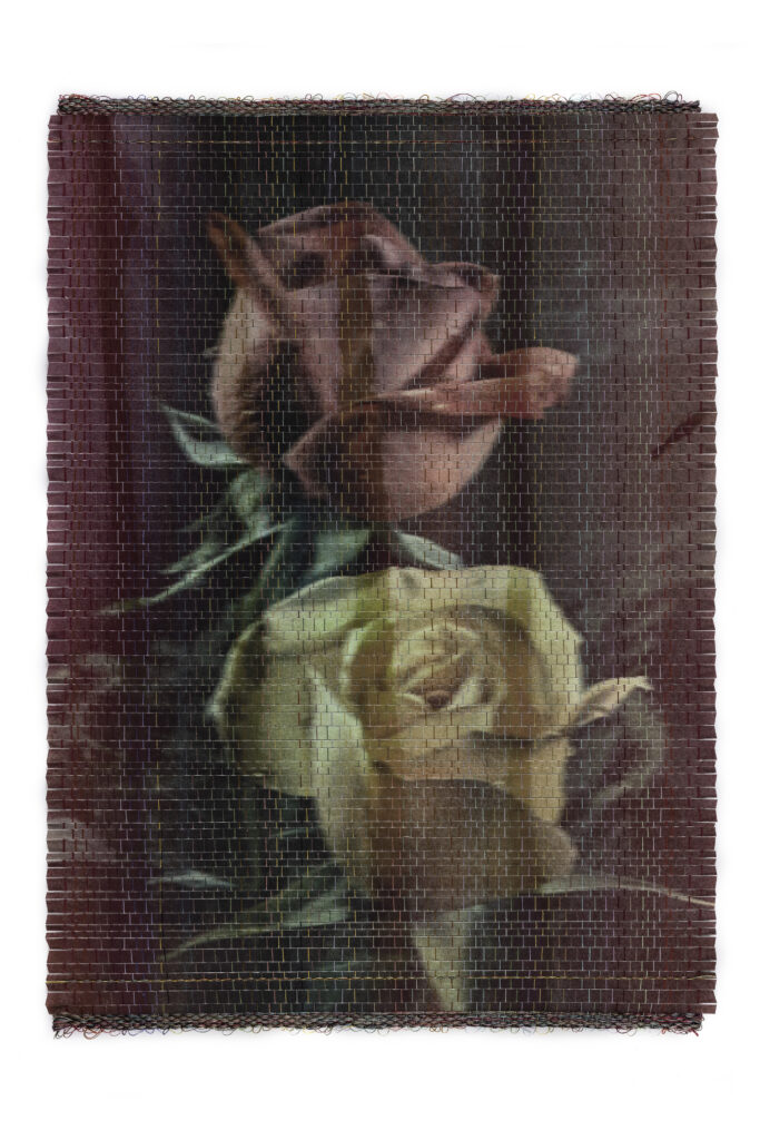 Roses