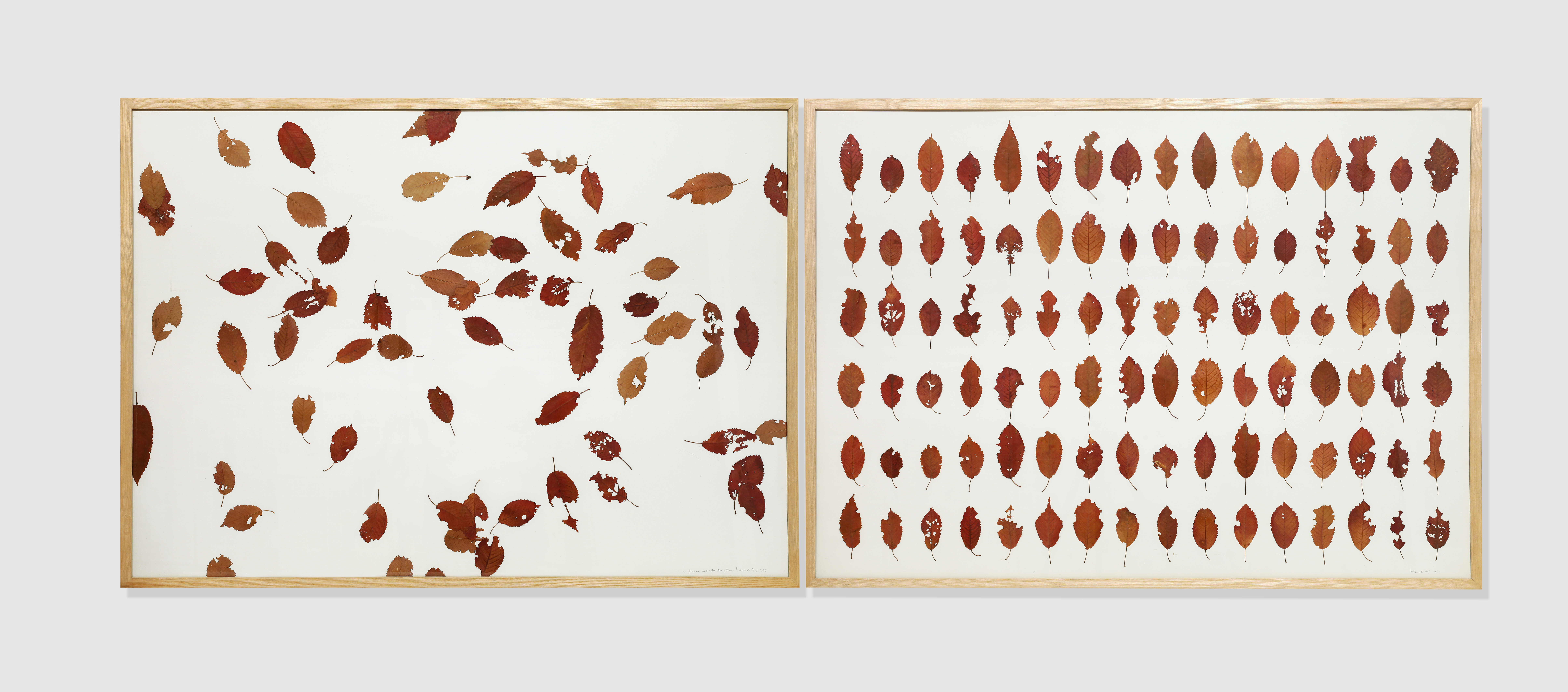 herman de vries, under the cherry tree, 2 panels each 76 x 104,5 cm, 1979